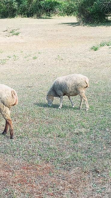 kənd təsərrufatı heyvanları: Dişi, il: 3, Damazlıq, Ünvandan götürmə — 3