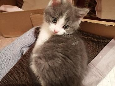Котята домашние, полубританцы, два мальчика крупные, один мальчик