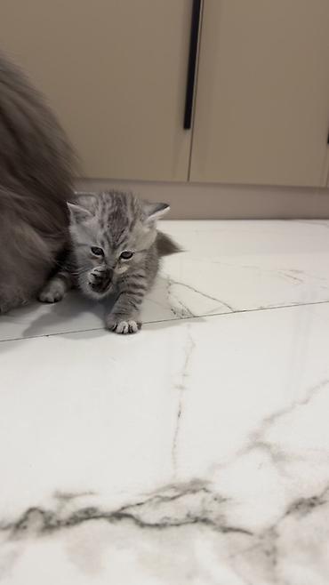 Продажа кошек: Три кошки и один кот Породистые котята серебристого окраса — 13