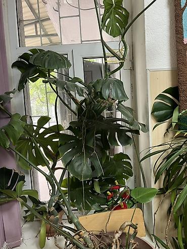 монстеры: Монстера деликатесная (Monstera deliciosa) в крупном горшке - — 2