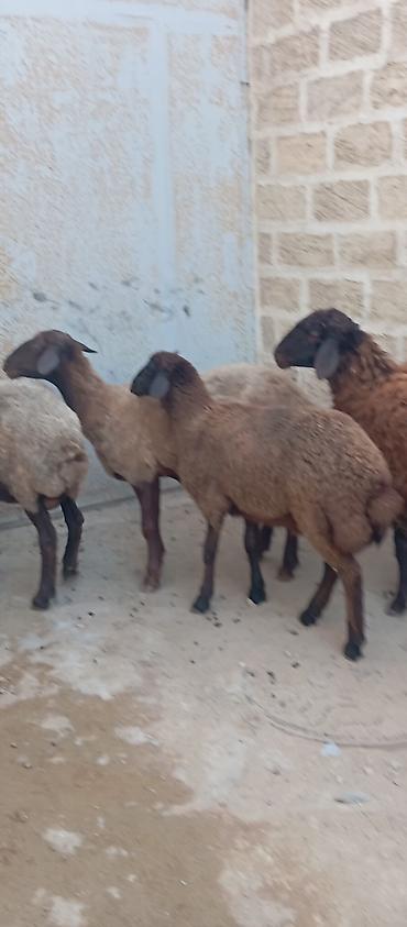 kirpi satisi: Salam ünvan Bakıin maştağa kendi obşi 5 baş heyvanlar 1 baş qoç 2 — 3