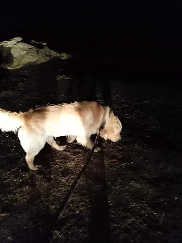 labrador retriever: Retriever — 2