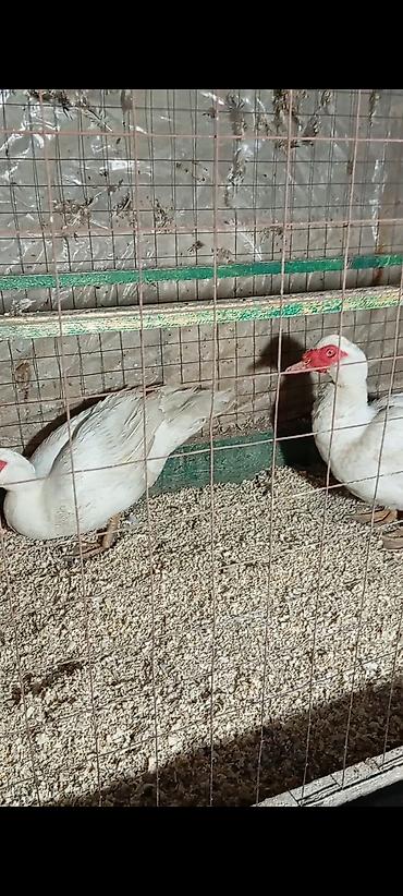 сколько стоит кролик: 🦆 Продаются индоутки тяжёлой линии! ✅ 2 селезня 💪 Тяжёлая линия 🐣 — 2