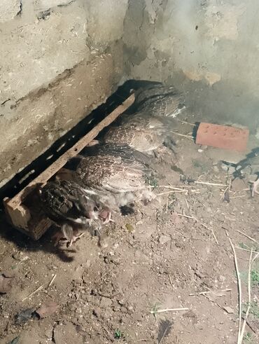 Cücələr: Hinduşka cücələri, Damazlıq — 37