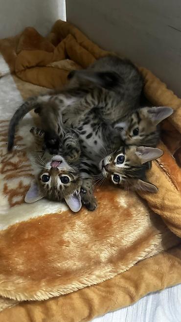 Продажа кошек: Домашние котята. Отец - бенгал. Мама - абессинка. - Возраст: 1,5 — 10