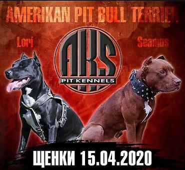 Вязка собак: Вязка: Американский булли, Самец, 1 год, С прививкой, С родословной — 8