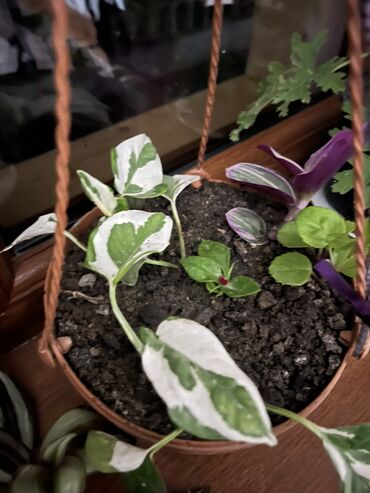 Otaq bitkiləri: Her nov guler var endirimnen verecem Gencedi istiyen yazsin satiş -da lalafo.az — 42 Otaq bitkiləri: Her nov guler var endirimnen verecem Gencedi istiyen yazsin satiş — 42