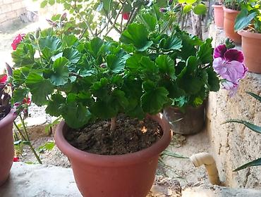 çiçəklər: Qabda əkilmiş ətirli geranium (pelargonium) – bənövşəyi-bordo və açıq — 2