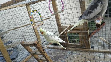 Tutuquşları: 2 disi 1 ərkek 1 yaşları var qefesle bir yerdə satılır qəfəsin uzunu — 7