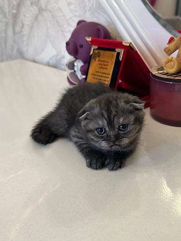 Pişiklər: Şotland — 7