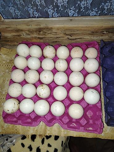 hınduska: Hinduşqa amerka broz yumurtası satlr tam mayalı qiymət 4 azn — 1
