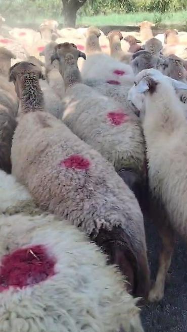 toyuq ucuz qiymete: Dişi, il: 1, Damazlıq, Pulsuz çatdırılma — 10
