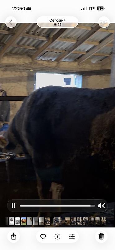 Коровы, быки: Продаю | Бык (самец) | Для разведения — 4