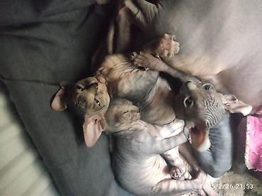 Pişiklər: Sfinks, Erkək, Dişi — 8