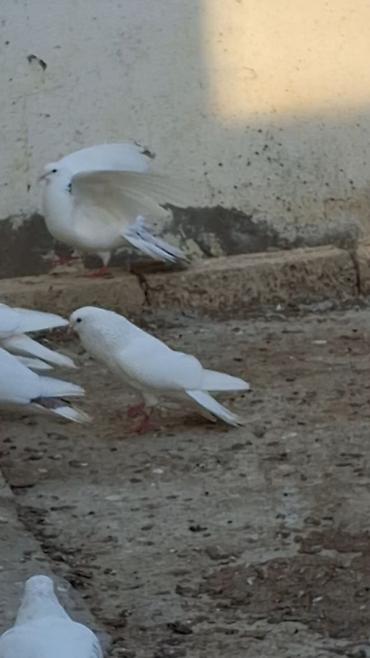 Quşlar: Məhsul: Fərqli rəng və naxışlarda ev göyərçinləri (kolleksiya və uçuş — 6