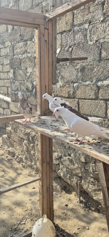 Göyərçinlər: Əvvəla salam. Təmiz qan iran miz kəkilləri satılır. 4düdə masallı — 10