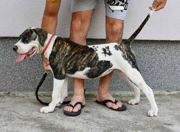 Pets & Animals: Na prodaju stenci Americkog buldoga, ocisceni od parazita