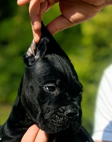 obuca ps: Ako tražite vernog člana porodice, obratite se nama i postanite — 2