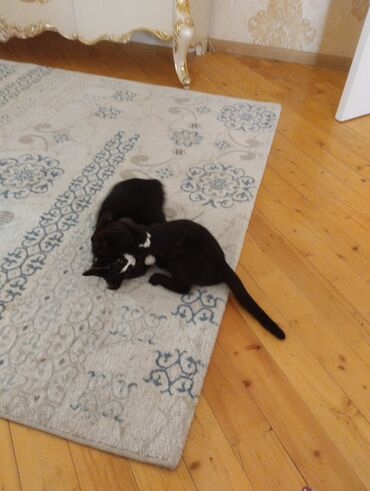 Pişiklər: Yaxşı əllərə — 10