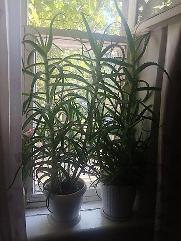 уй емерек: Алоэ (Aloe arborescens) в горшках - Два крупных комнатных суккулента — 2