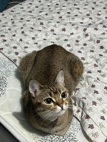 отдам машину в хорошие руки бесплатно: Кошка даром: Абиссинская, 2 года, Девочка, Метис, Приучена к лотку, С документами