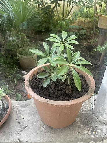 guldəfnə bitkisi: Schefflera (Umbrella bitkisi) – saksıda dekorativ otaq bitkisi - Növ — 1