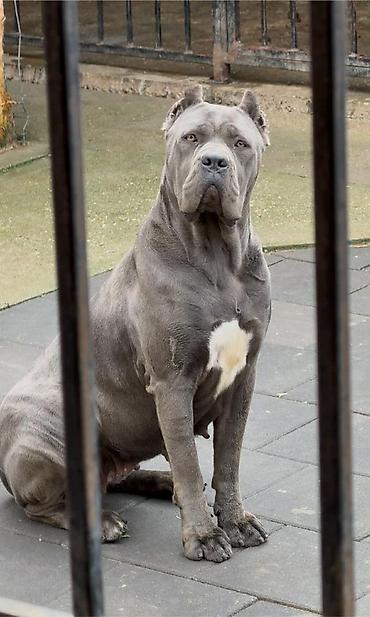 Psi: Dostupni za rezervaciju stenci Cane Corso iz registrovane — 20