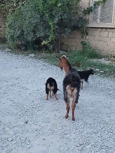 boer keçisi: Məhsul: Keçi ailəsi (dişi ana və 2 bala) Təsvir: - Qəhvəyi-qara — 2
