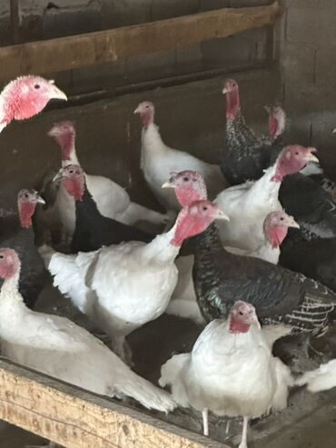 купить собаку акита ину: Продаю | Инкубационные яйца, Индюк (самец), Индюшата | На забой | Племенные