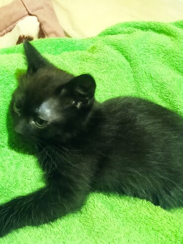 шотландская вислоухая кошка черная: Кошка даром: Беспородная, Мальчик, Приучена к лотку