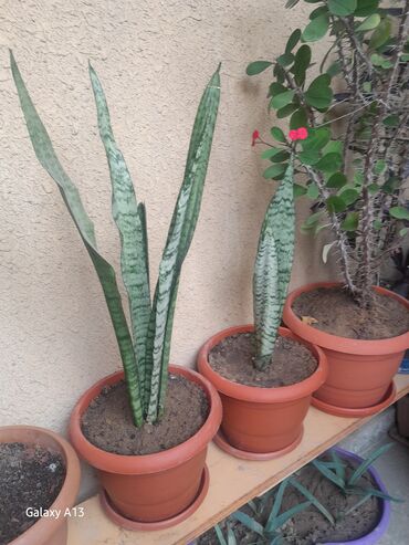 koridor: Saksı bitkiləri paketi - Sansevieria (Qaynanadili) – uzun, bərk