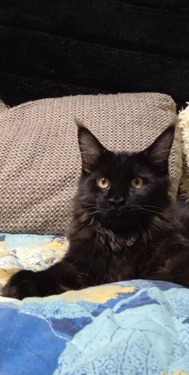 шотланский кот: Черный бриллиант котик мейн-кун ^^