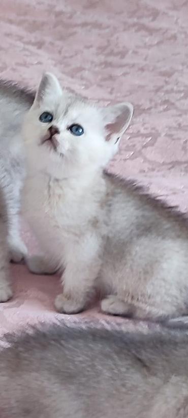 Pişiklər: Şinşilla — 7