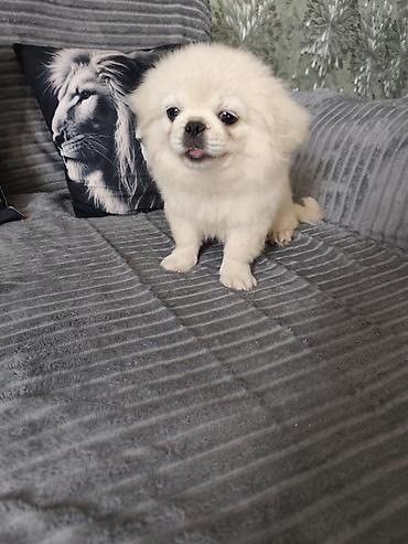 it pekines: Pekines, 3 ay, Erkək, Ödənişli çatdırılma — 4