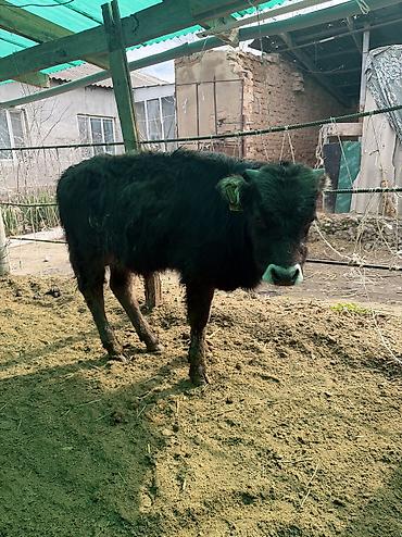 Коровы, быки: Продаю | Бык (самец) — 11