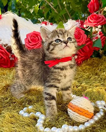 çin aslanı: Şinşilla, Erkək, Dişi, Ödənişli çatdırılma — 9