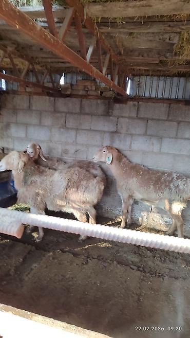 Баран, овца: Продаю | Овца (самка) | Для разведения — 6