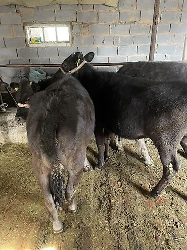 Коровы, быки: Продаю | Тёлка, Музоо, торпок — 2