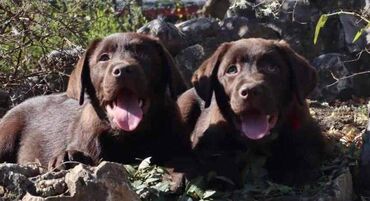 Psi: Izuzetna cokoladna štenad Labrador retrivera oštenjena 26. novembra — 10