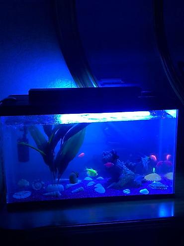 akvarium filterleri: Boş, 30 l, Ödənişli çatdırılma — 9
