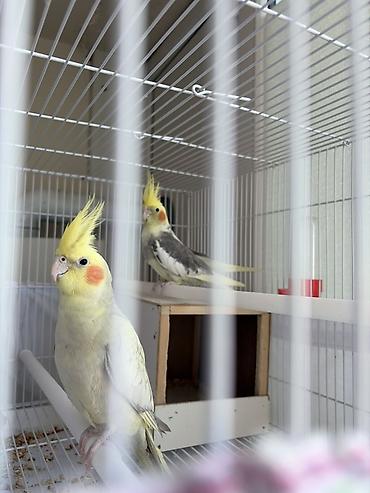 quş yuva: Növ: Nimfa (Cockatiel) cütü Rənglər: - İşıq sarı/krem rəngli — 1