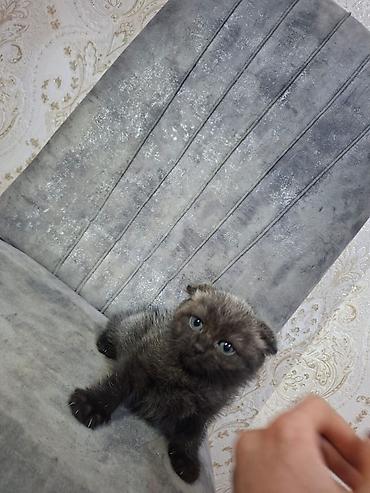 Кошки: Шотландская вислоухая — 6