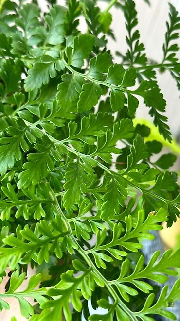 цветок каланхоэ красные цветы: 🌿Вереск (Calluna vulgaris) в декоративном горшке Можно выращивать как — 6