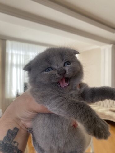 Pişiklər: Şotland, Ünvandan götürmə — 5