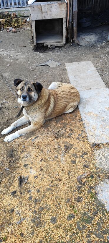 китайская хохлатая собака: Отдам даром собаку упитанная находится в канте
