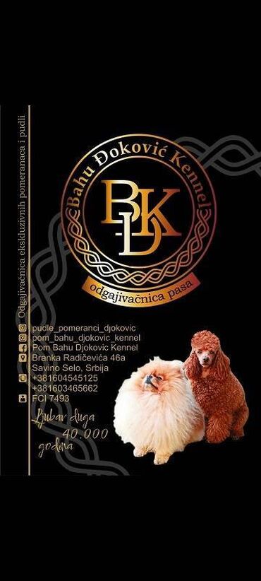 Psi: Maltipoo kucici savrsenog izgleda i genetike FCI 7493 posetite nase — 7