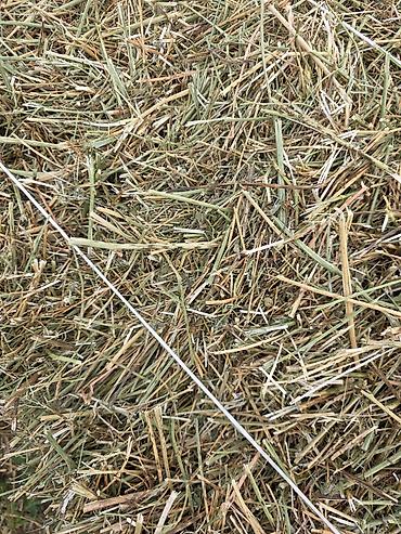 Корма для с/х животных: 🌾 Сено после семенника 🌾 Продам сено, после обмолота. кастра Без at lalafo.kg — 10 Корма для с/х животных: 🌾 Сено после семенника 🌾 Продам сено, после обмолота. кастра Без — 10