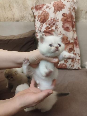 Pişiklər: Britan, Erkək, Dişi, Yaxşı əllərə, Ödənişli çatdırılma, Ünvandan götürmə, Pulsuz çatdırılma — 5