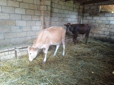 barter heyvanla: Bir erkey bir dişi qiymet cütüne göre yazilib tecili satis sağlam