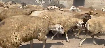 keci surusu: Dişi, il: 1, Damazlıq, Pulsuz çatdırılma — 3